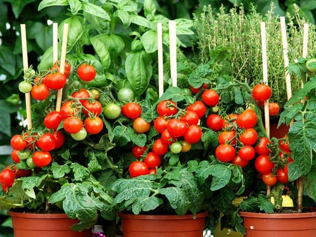 Jardiner au balcon - Les mini légumes