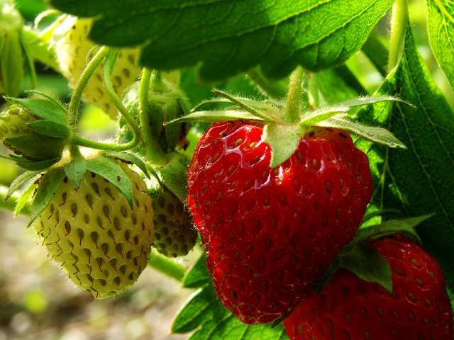 Jardiner avec la lune - Planter des fraises