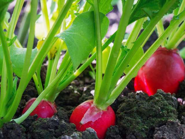 Jardiner avec la lune - Planter des mini légumes