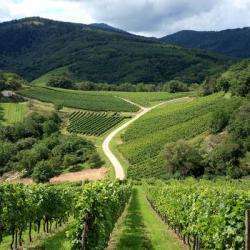 La route des vins des Coteaux d'Aix
