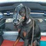 Dobermann