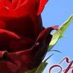 Annek2547