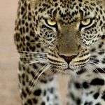 Giancatt