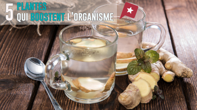 5 plantes qui boostent pour une rentrée pleine de punch