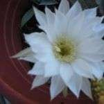 Cactusfleur