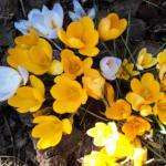 Margeridelux