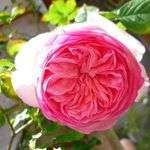 Marjoory