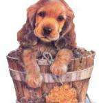 Dogsalon