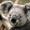 Ptikoala