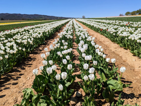 Émerveillement printanier : Le champ de tulipes de La Brillanne