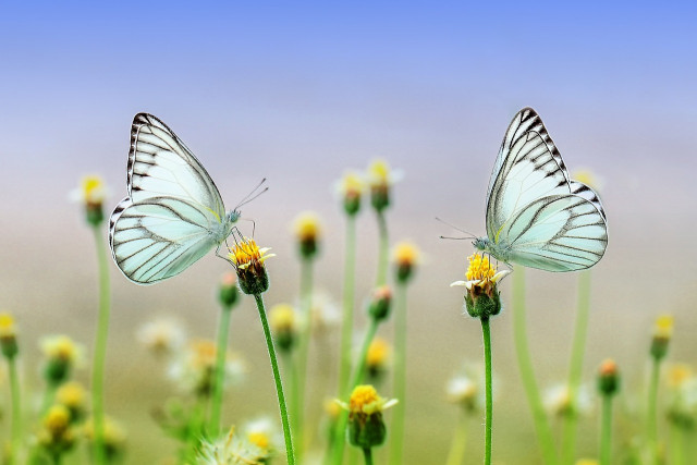 Pour la Fête de la Nature, faites un hommage à la beauté de l'environnement