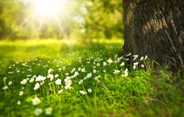 Le Solstice d'été et ses traditions