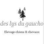 Elgaucho