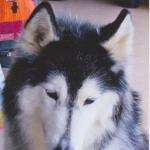 Nanook