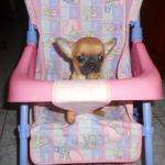 Chihuahua26