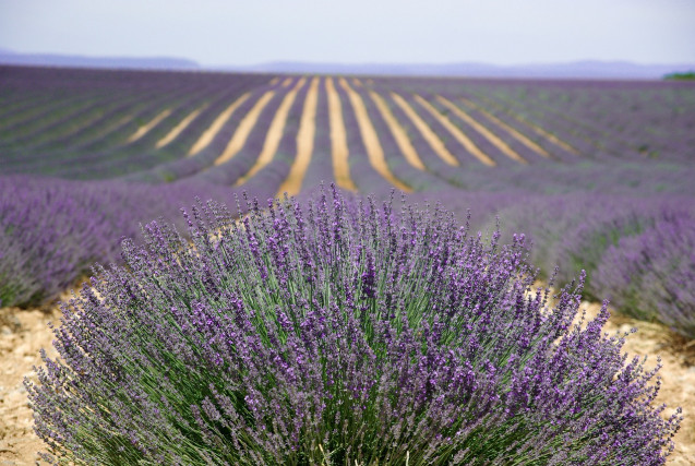 Road Trip en Provence : Les itinéraires et arrêts incontournables