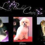 Chouchou33