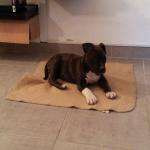 Capone13