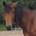 Merlin2011