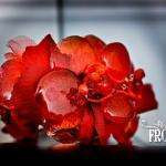 Froehly