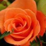 Angeliqueb5