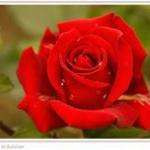 Antoinettef9