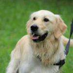 Stylldogs22