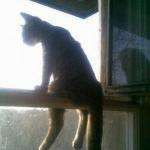 Miyahoo