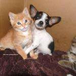 Dogscity82