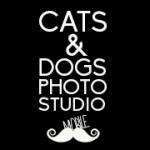 Catsstudio