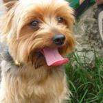 Henrivig78
