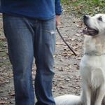 Nicedog