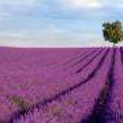 Senteurs et saveurs en Haute Provence