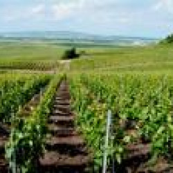 Sorties en Champagne Ardenne