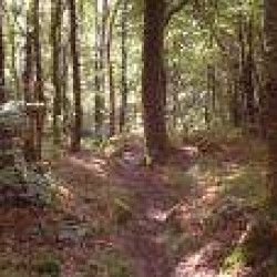 Bois et forêts remarquables en Bretagne