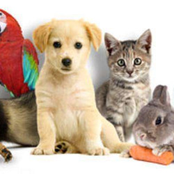 Où voir des animaux en France.