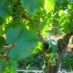 Vignobles et vignerons d'Alsace 