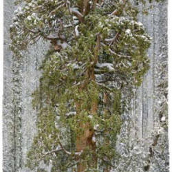 Arbres d'exception