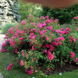 Parcs, jardins & roseraies en région Centre-Val-de-Loire