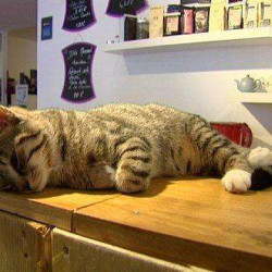 Bar à chats
