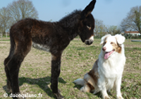Asinerie du coq a l'ane 200x140