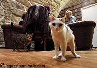 Le café des Chats