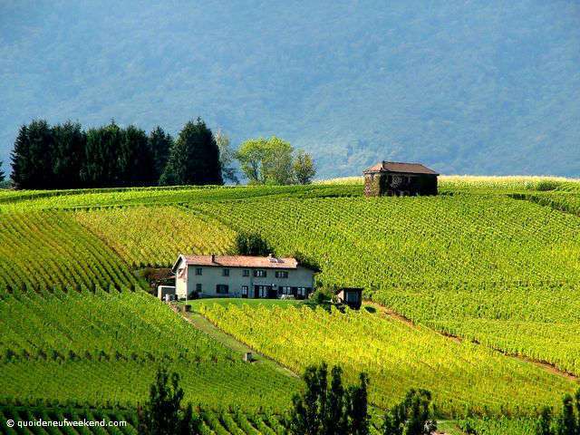 vignes-dardagny640