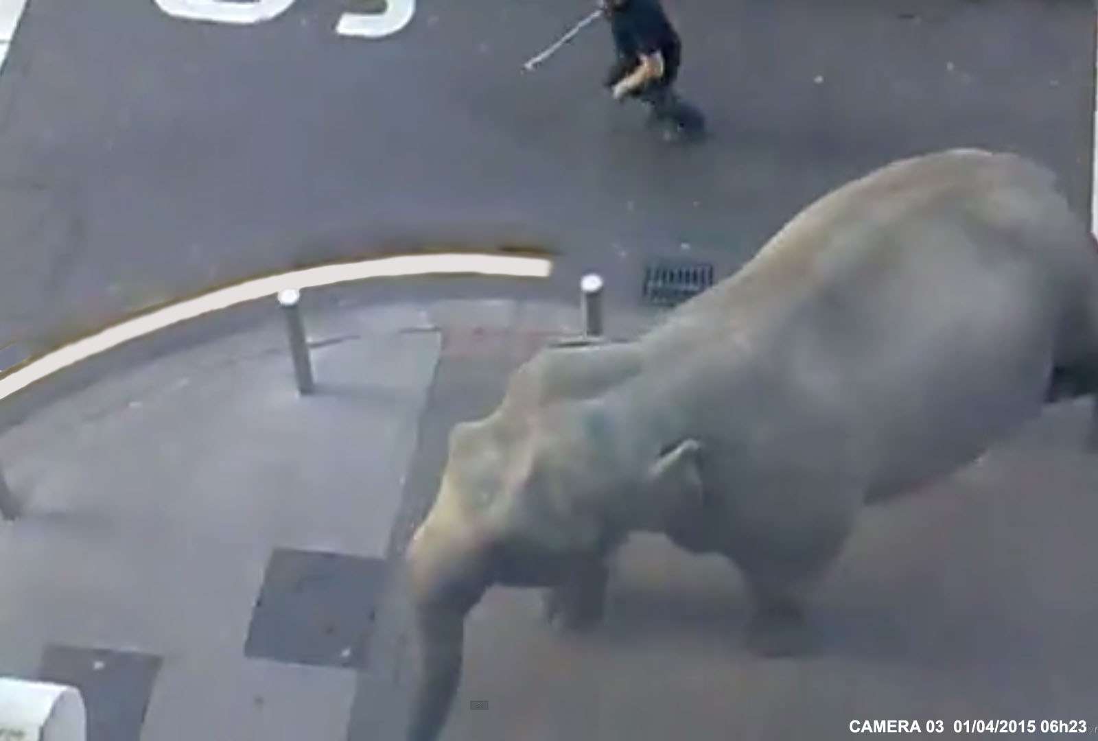 éléphant
