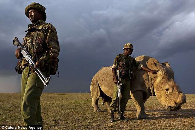 sudan rhinocéros blanc