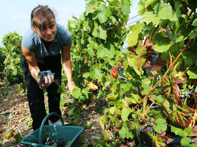 Jobs d'été : Vendenges - 640 x 480
