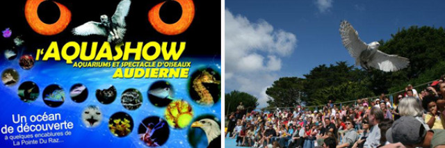 Audierne : Tous à l’eau, la faune marine fait son show !