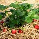 Lesjardins