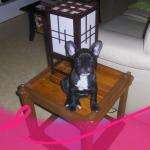 Beapinpin