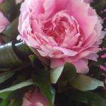 Magnolia49